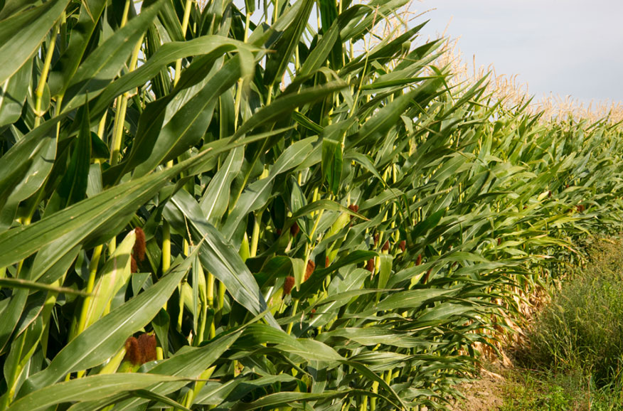 yl8cc永利集团(中国区)官方网站-Ultra Platform